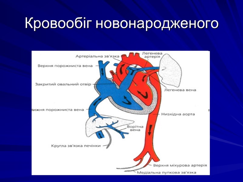 Кровообіг новонародженого